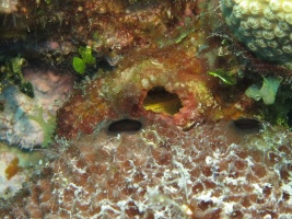 40 Encrusting Social Tunicate ( ) IMG 4108